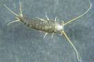 roach2.jpg